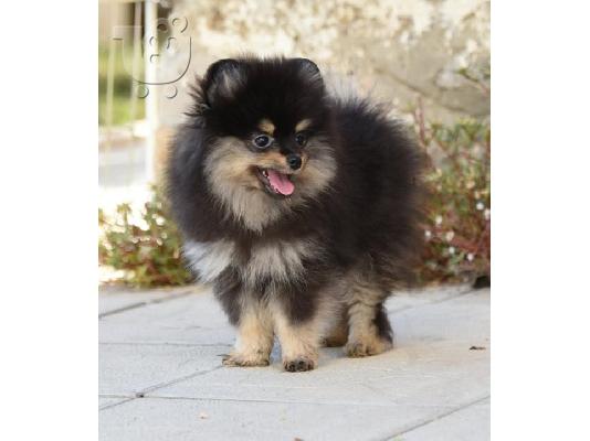 Pomeranians